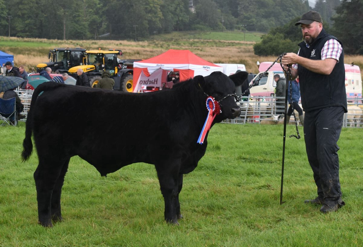 Stock Judging